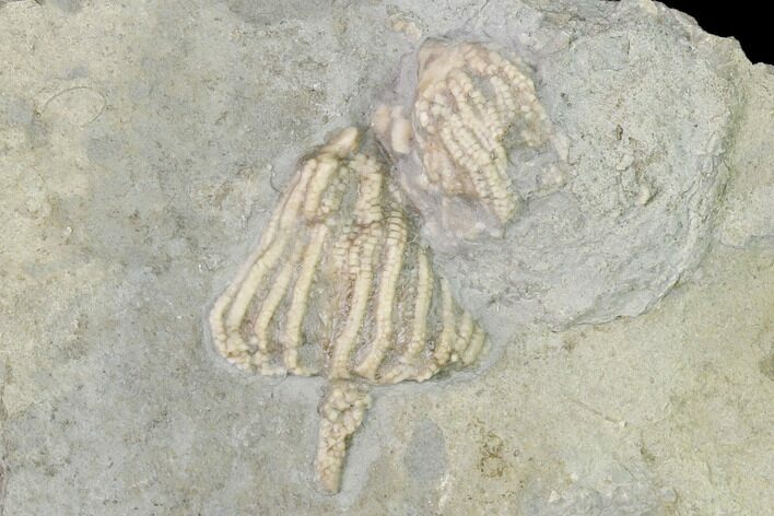 Fossil Crinoid (Eretmocrinus) - Gilmore City, Iowa #148681